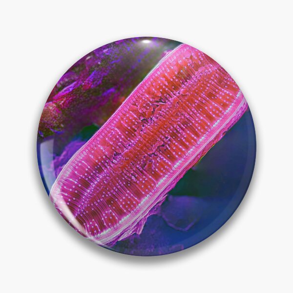 Item preview, Surirella in SEM (Pink) designed and sold by DiatomsATTACK.