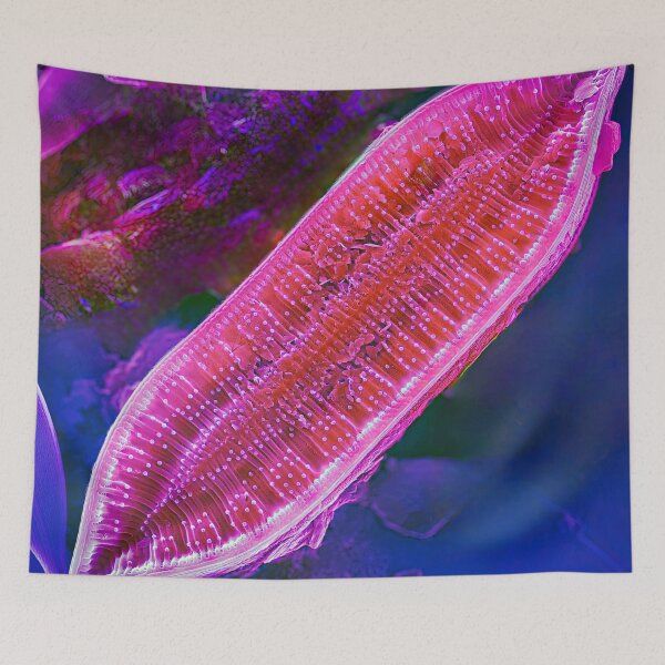 Item preview, Surirella in SEM (Pink) designed and sold by DiatomsATTACK.