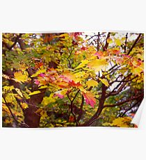 Autumn Leaves Poster
