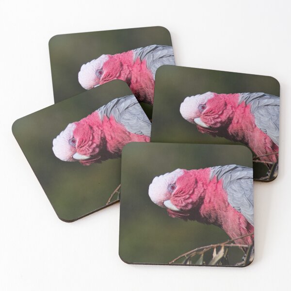 Item preview, Nosey Galah designed and sold by GiantPaul.