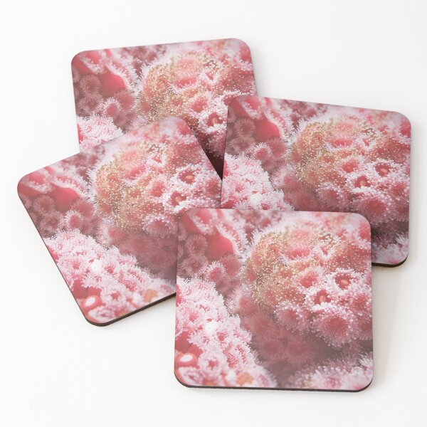 Item preview, Sea Anemone designed and sold by DropBearStudio.