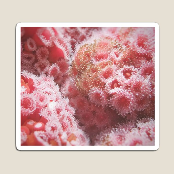Item preview, Sea Anemone designed and sold by DropBearStudio.
