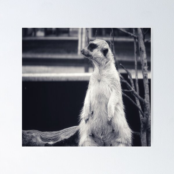 Item preview, The Observant Meerkat designed and sold by timeslides.