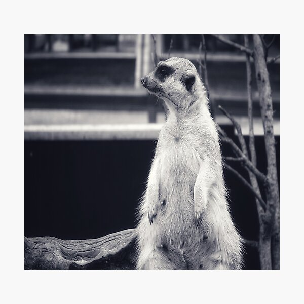 Item preview, The Observant Meerkat designed and sold by timeslides.