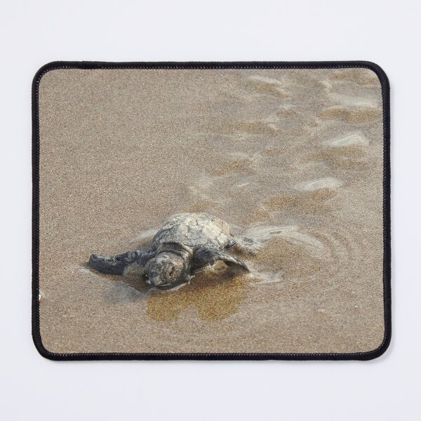 Item preview, Hatched Loggerhead Turtle on its way to the Ocean  designed and sold by AussieAl.