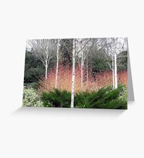 Silver Birch garden scene Greeting Card