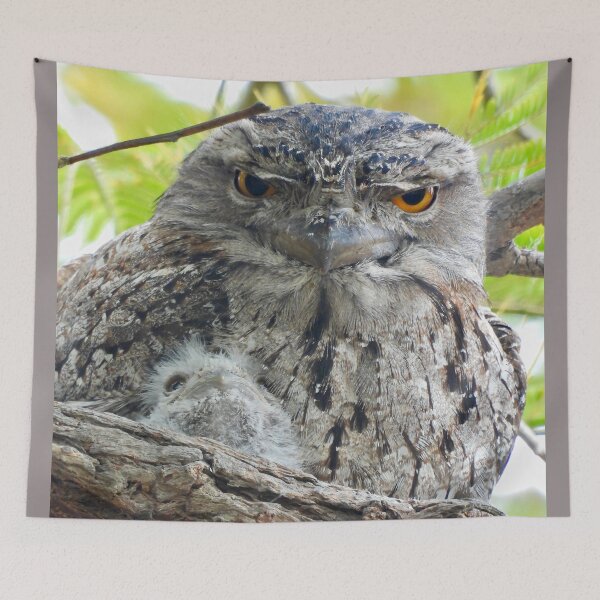 Item preview, Parenthood Tawny Frogmouth designed and sold by Mark Grimsley.