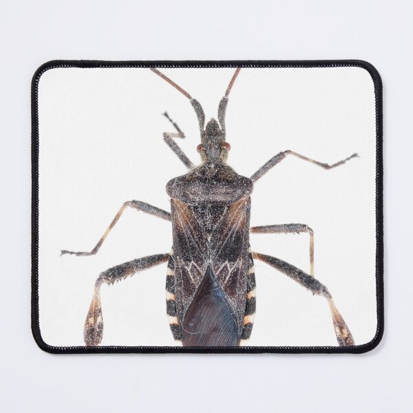 Item preview, Western conifer seed bug designed and sold by SDym Photography.