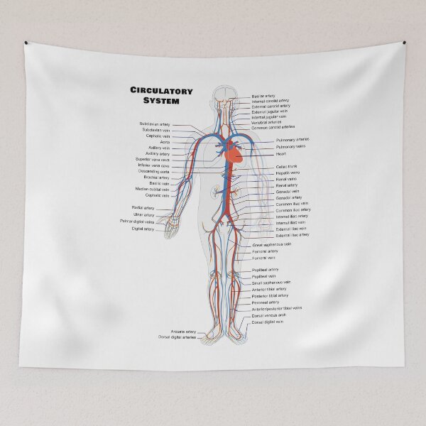 Item preview, Human Circulatoy System Chart designed and sold by allhistory.