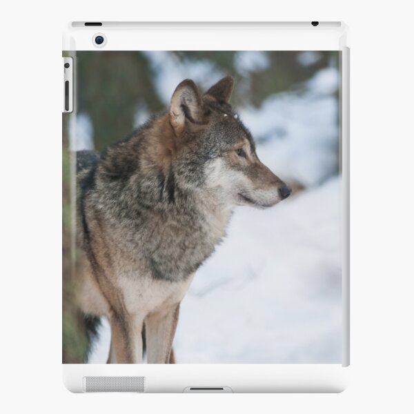 Eurasian grey wolf side portrait iPad Snap Case