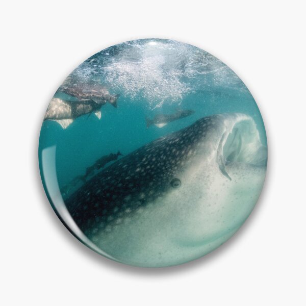 Item preview, A Whale (Shark) of a Baby, La Paz designed and sold by benillis.