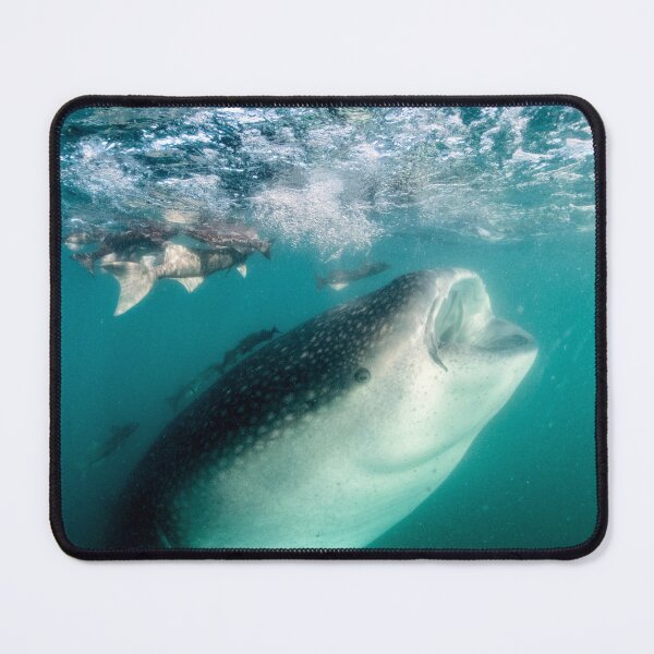 Item preview, A Whale (Shark) of a Baby, La Paz designed and sold by benillis.