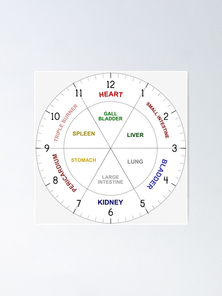 TCM Traditional Chinese Body Organ Times Clock Asian Hour Chart