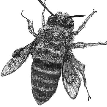Artwork thumbnail, Buzzie the Bee by Wildcard-Sue