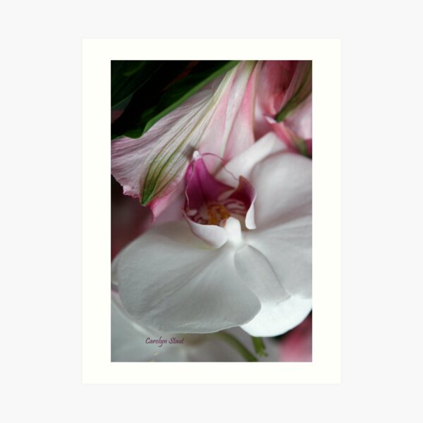 Anniversary Orchid Art Print