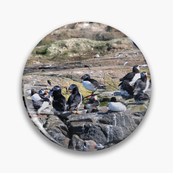 Artikelvorschau, Eine Gruppe Papageientaucher - Farne Islands, Northumberland entworfen und verkauft von Richard Flint.