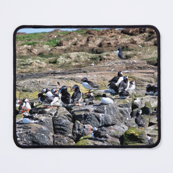 Artikelvorschau, Eine Gruppe Papageientaucher - Farne Islands, Northumberland entworfen und verkauft von Richard Flint.