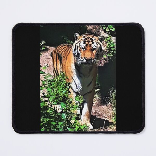 Item preview, Tiger Stare designed and sold by craftsbydaphy.