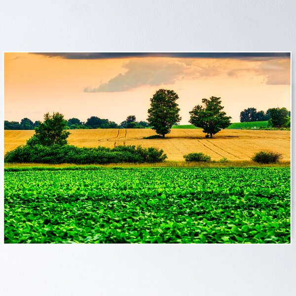 Item preview, Two Trees In Wheat Field 2 designed and sold by Robert Alsop.