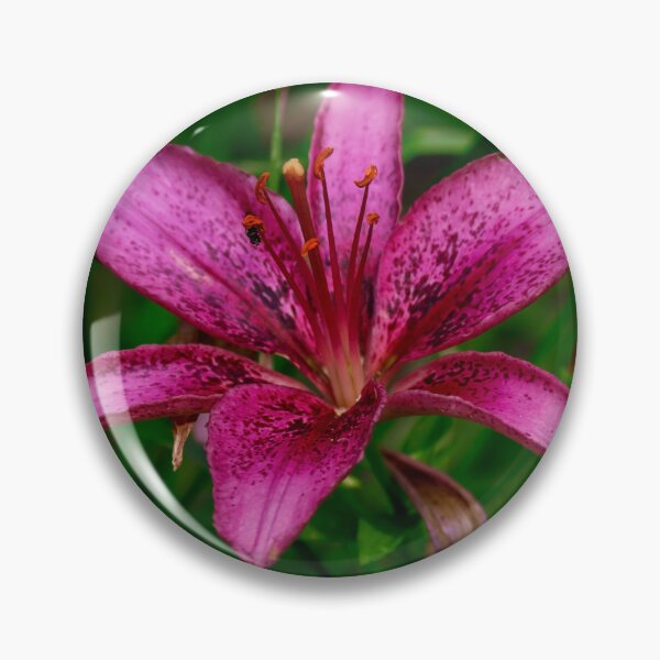 Item preview, Daylily designed and sold by TinyDinoDesigns.