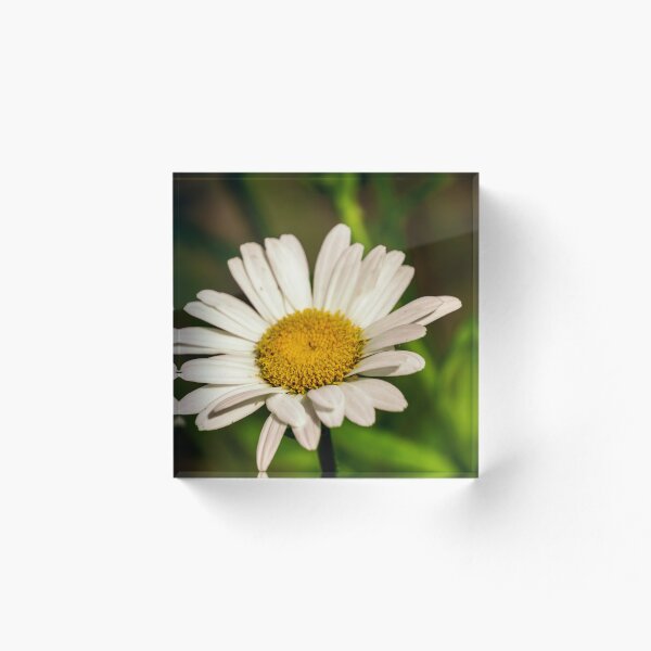 Aperçu de l'œuvre Marguerite blanche créée et vendue par TinyDinoDesigns.