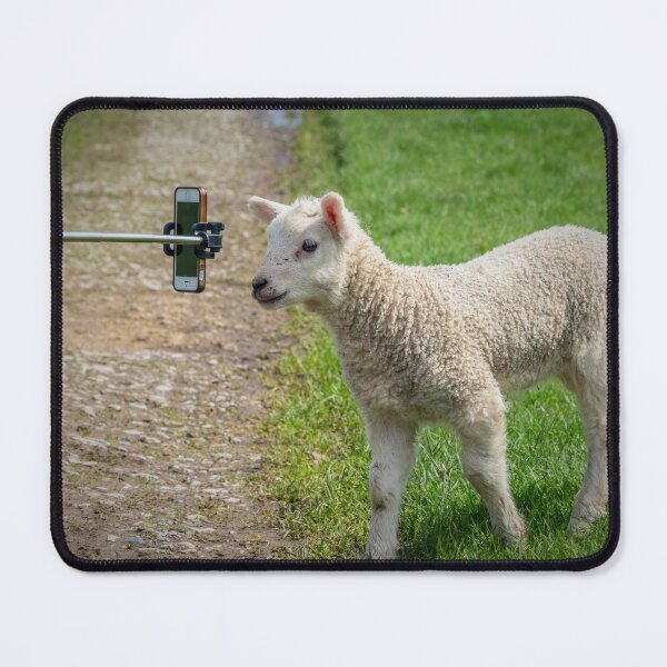 Item preview, Selfie stick with phone taking photo of lamb designed and sold by bailey-cooper.
