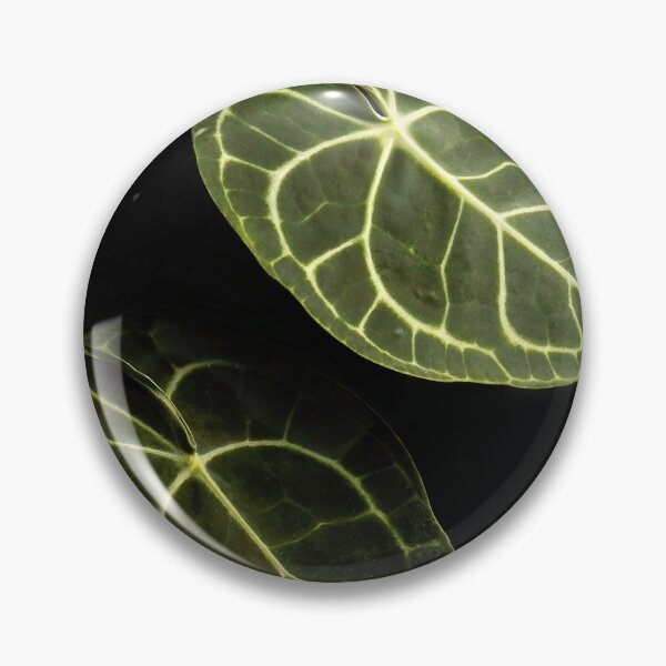Item preview, Anthurium Clarinervium Velvet Cardboard Dark Photography designed and sold by plantsbutbetter.