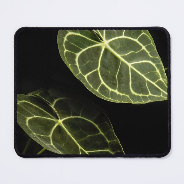 Item preview, Anthurium Clarinervium Velvet Cardboard Dark Photography designed and sold by plantsbutbetter.