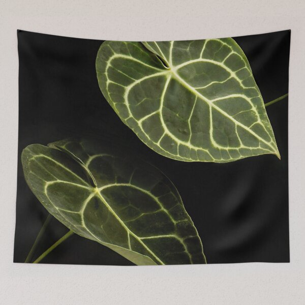 Item preview, Anthurium Clarinervium Velvet Cardboard Dark Photography designed and sold by plantsbutbetter.