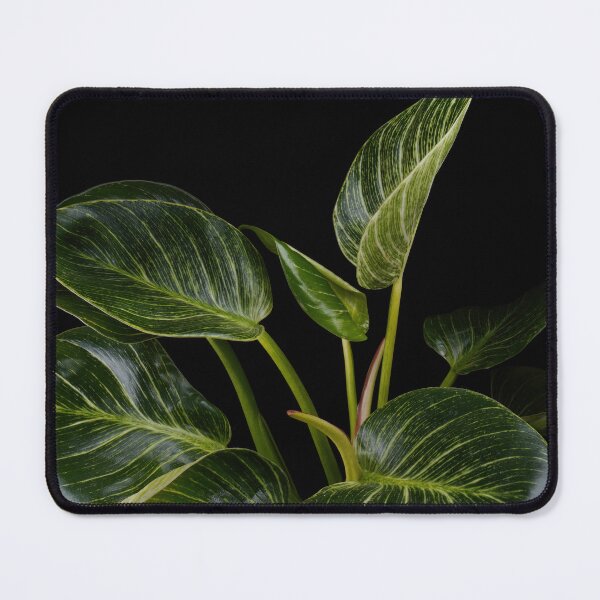 Item preview, Philodendron White Wave Birkin designed and sold by plantsbutbetter.