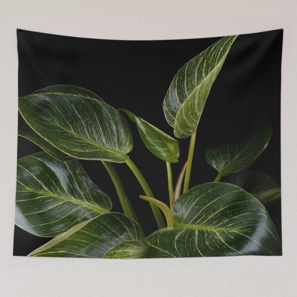 Item preview, Philodendron White Wave Birkin designed and sold by plantsbutbetter.