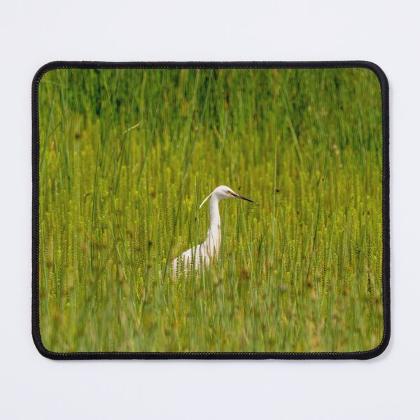 Item preview, Lone Little Egret in a reedbed designed and sold by bailey-cooper.
