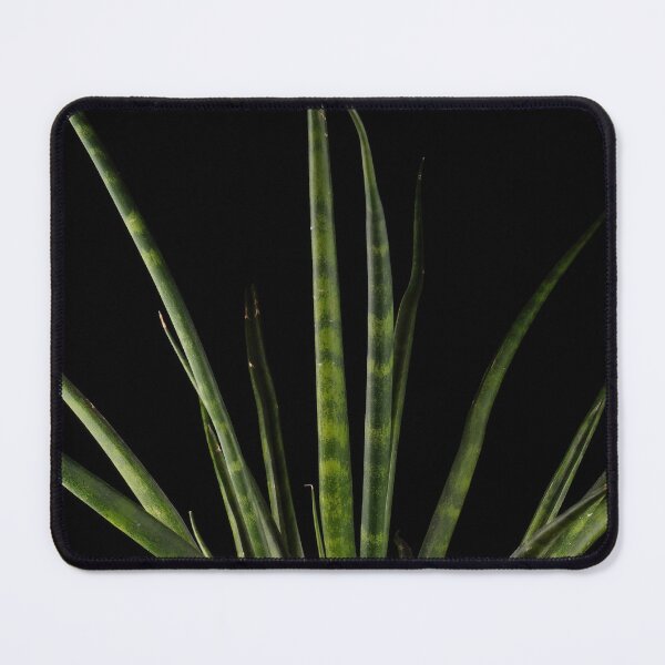 Item preview, Sansevieria Snakeplant Fernwood Dark Photography designed and sold by plantsbutbetter.