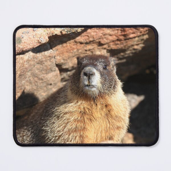 Item preview, Marmot at its den designed and sold by zumi.