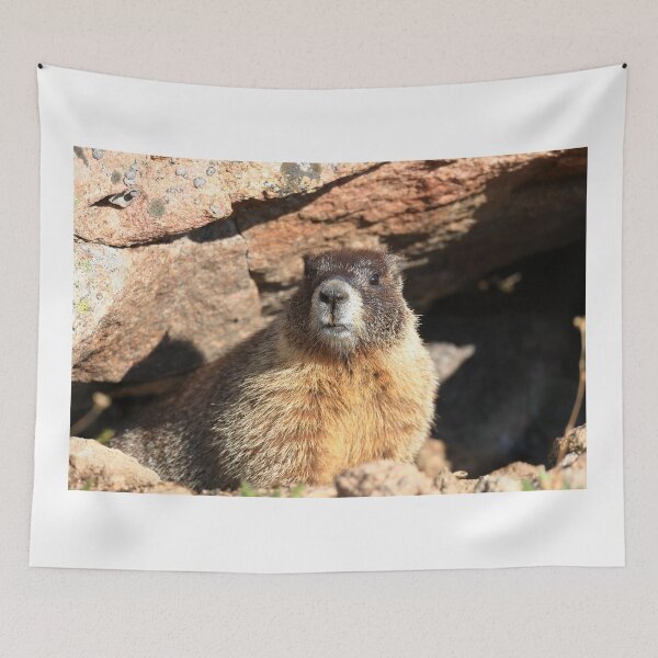 Item preview, Marmot at its den designed and sold by zumi.