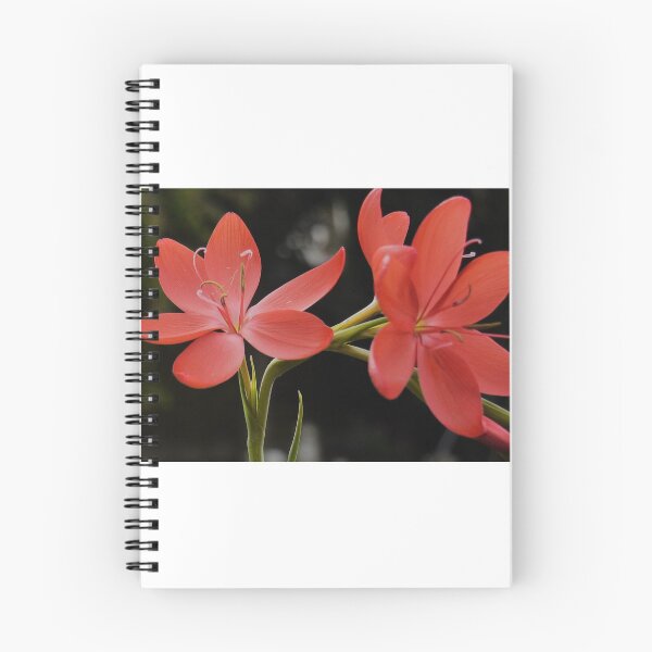Item preview, Kaffir Lily designed and sold by jalfc46.