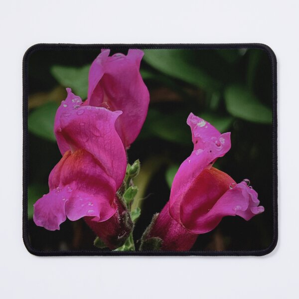 Item preview, Snapdragons designed and sold by StephensTattoo.