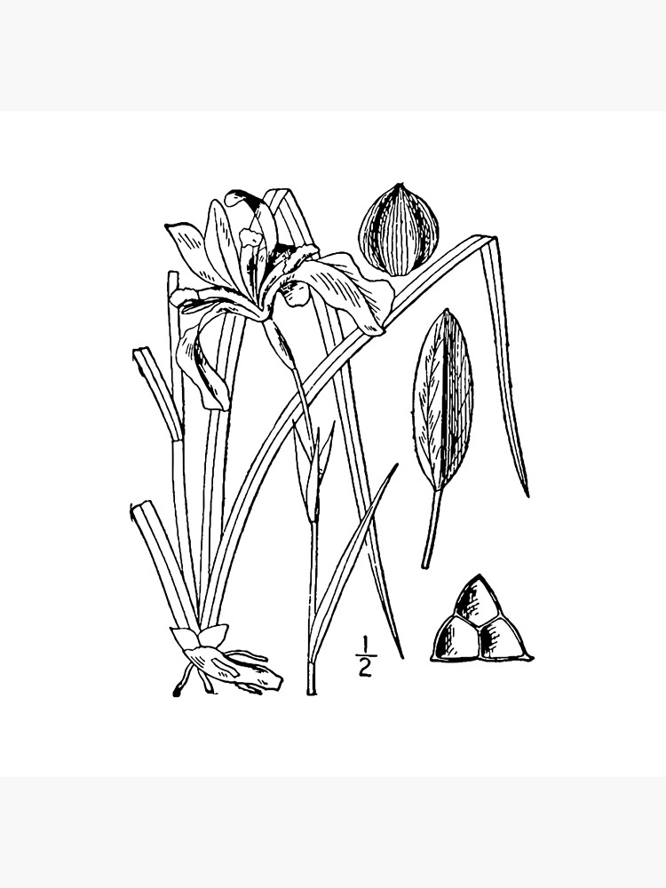 Botanical Scientific Illustration Black and White Iris by pahleeloola