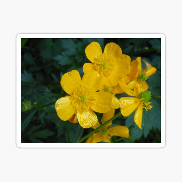 Item preview, Gold Yellow Blooms designed and sold by Kashmere1646.