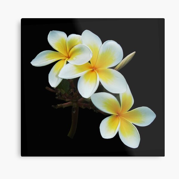 Frangipany Bouquet Metal Print
