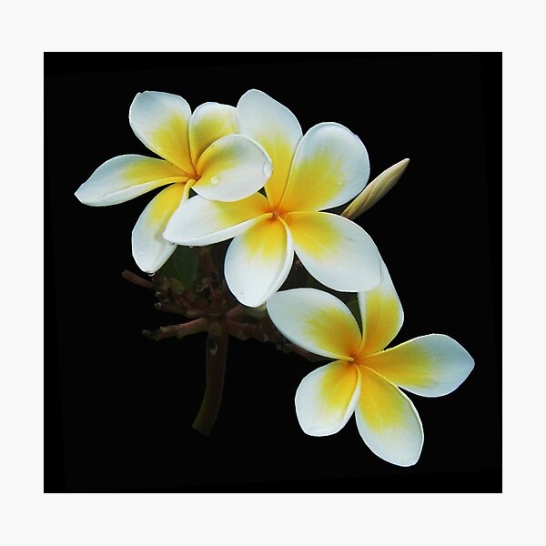 Frangipany Bouquet Photographic Print