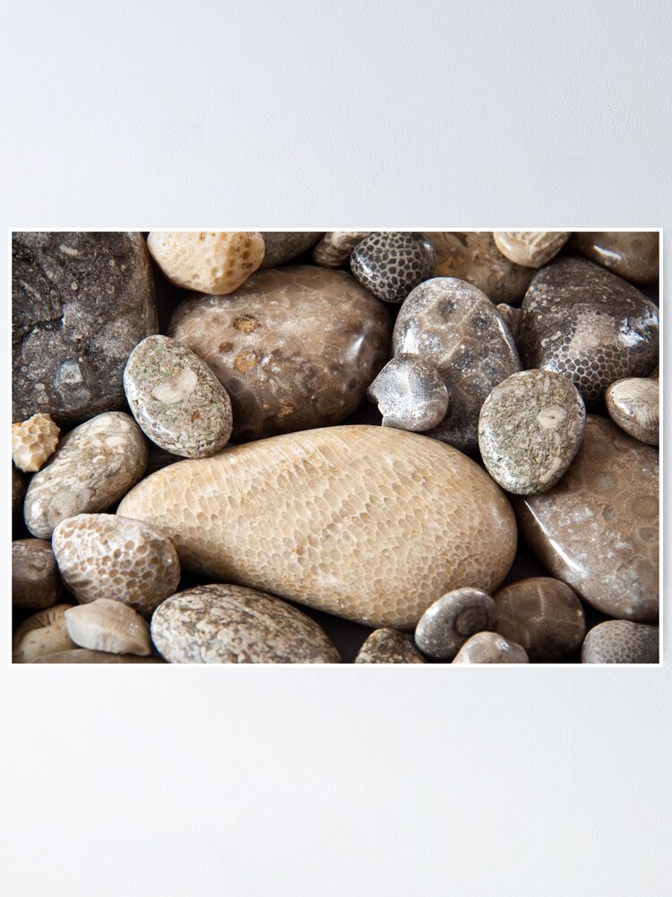 "Fossil stones from the shore of Lake Michigan" Poster for Sale by