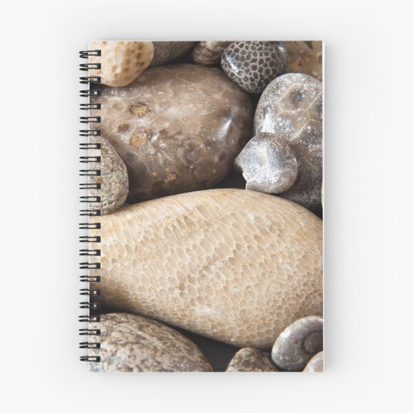 Item preview, Fossil stones from the shore of Lake Michigan designed and sold by Robert Kelch, M.D..
