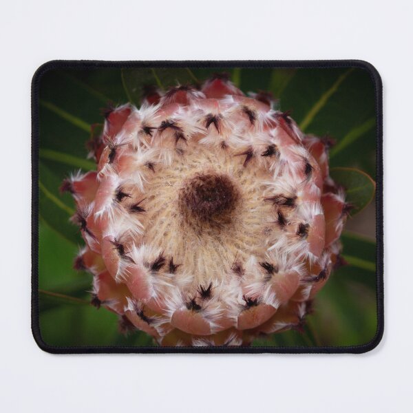 Item preview, Protea Flower  designed and sold by Linda Sijpkes.