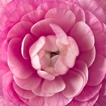 Artwork thumbnail, Pink Ranunculus by assaf