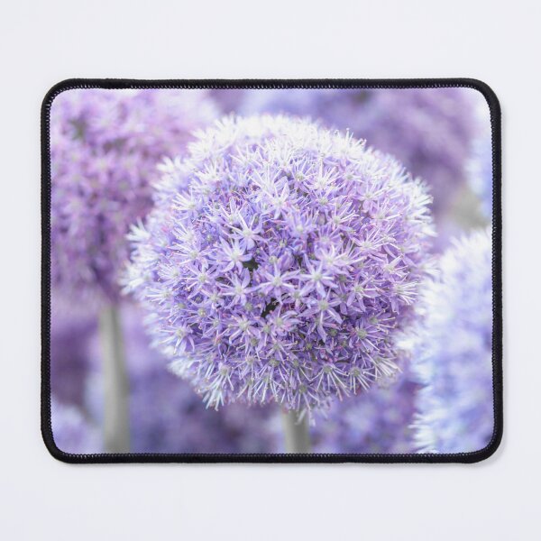 Item preview, Alliums bulbs designed and sold by assaf.