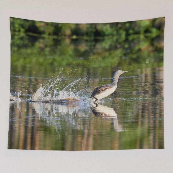 Item preview, Running on the water. Red-throated loon designed and sold by Jouko Lehto Photography.