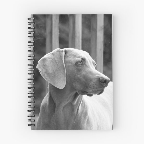 Artikelvorschau, Ein Hund namens Blue Weimaraner Schwarz-Weiß-Foto entworfen und verkauft von LorrieBee.