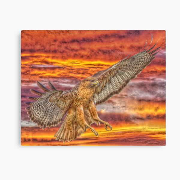 Avian Raptors - the Birds of Prey. Beautiful poster from Feenixx Publishing