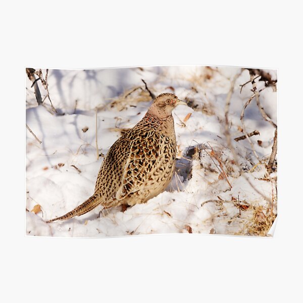 Female Ring Necked Pheasant Poster